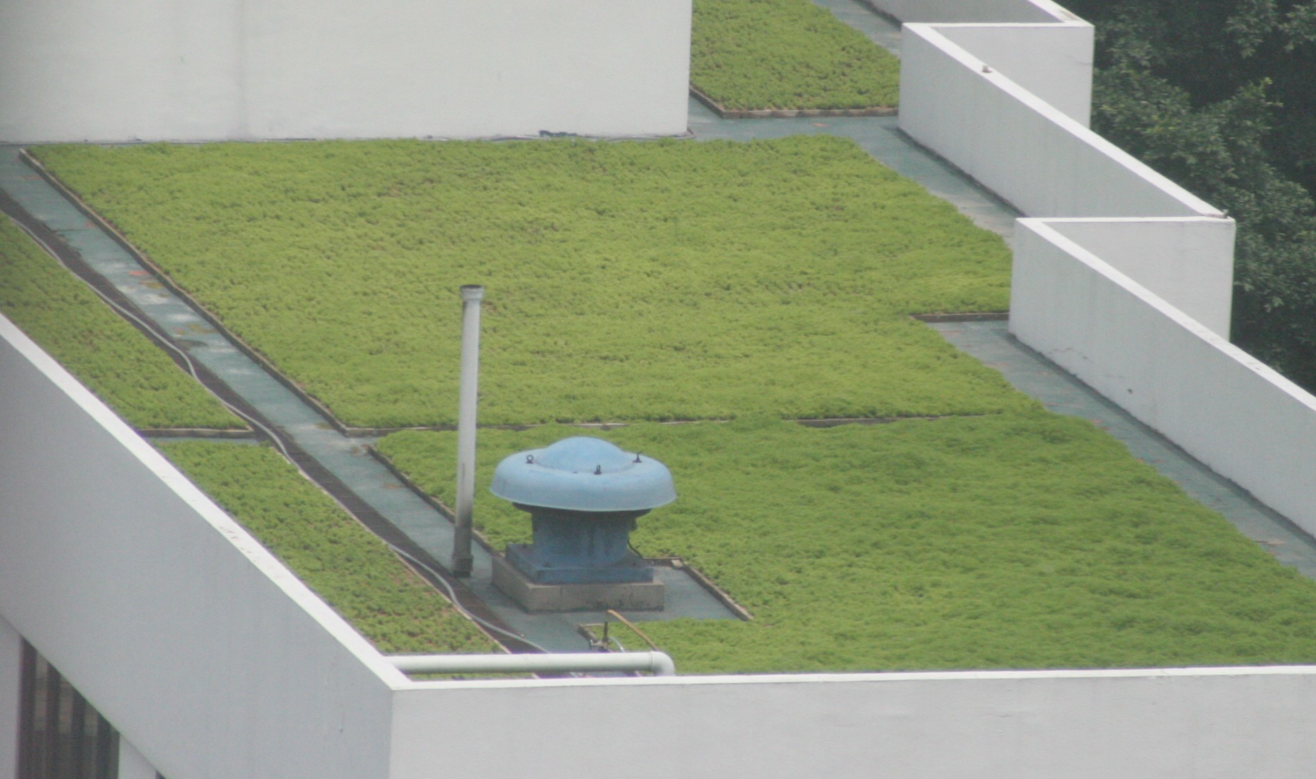 grass roof top