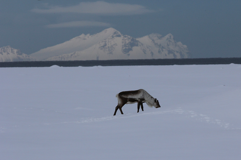 Reindeer
