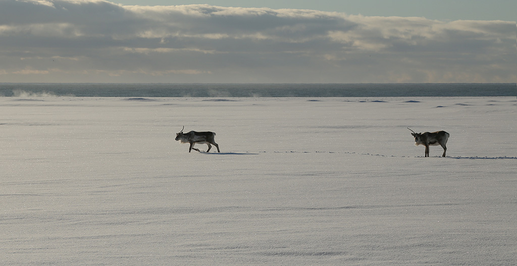 Reindeer