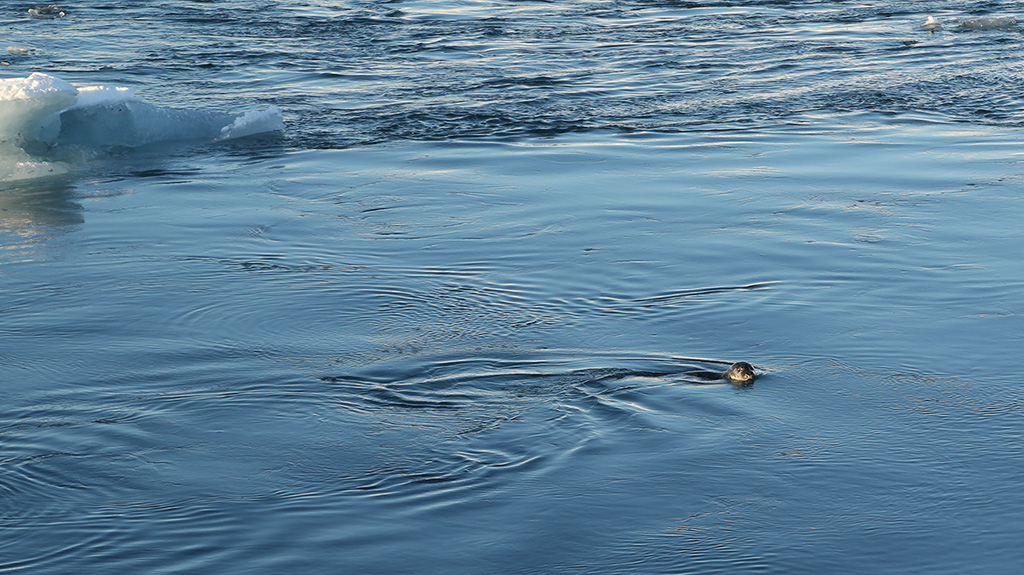 Glacier Lagoon