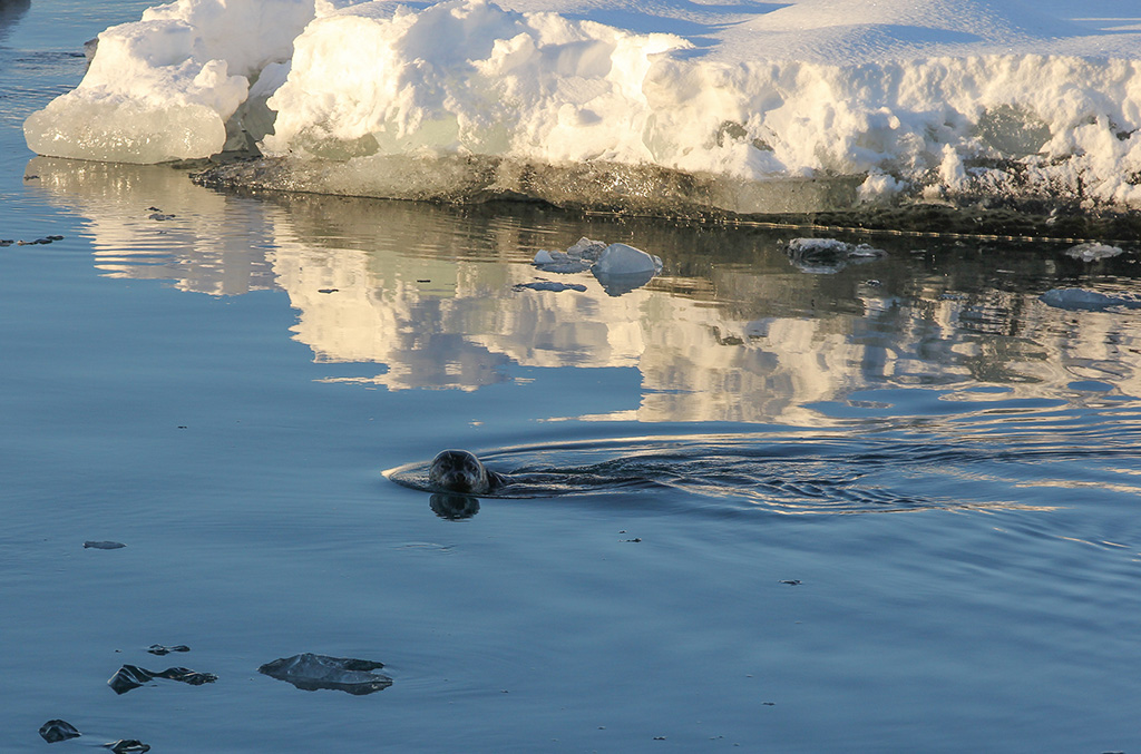 Glacier Lagoon
