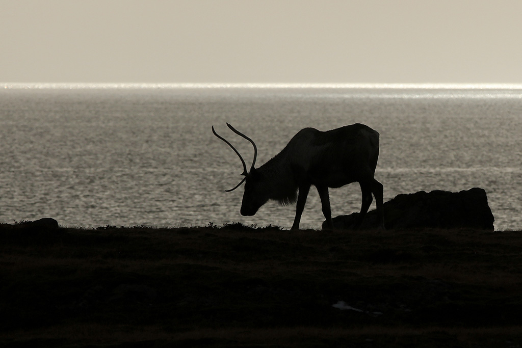 Reindeer