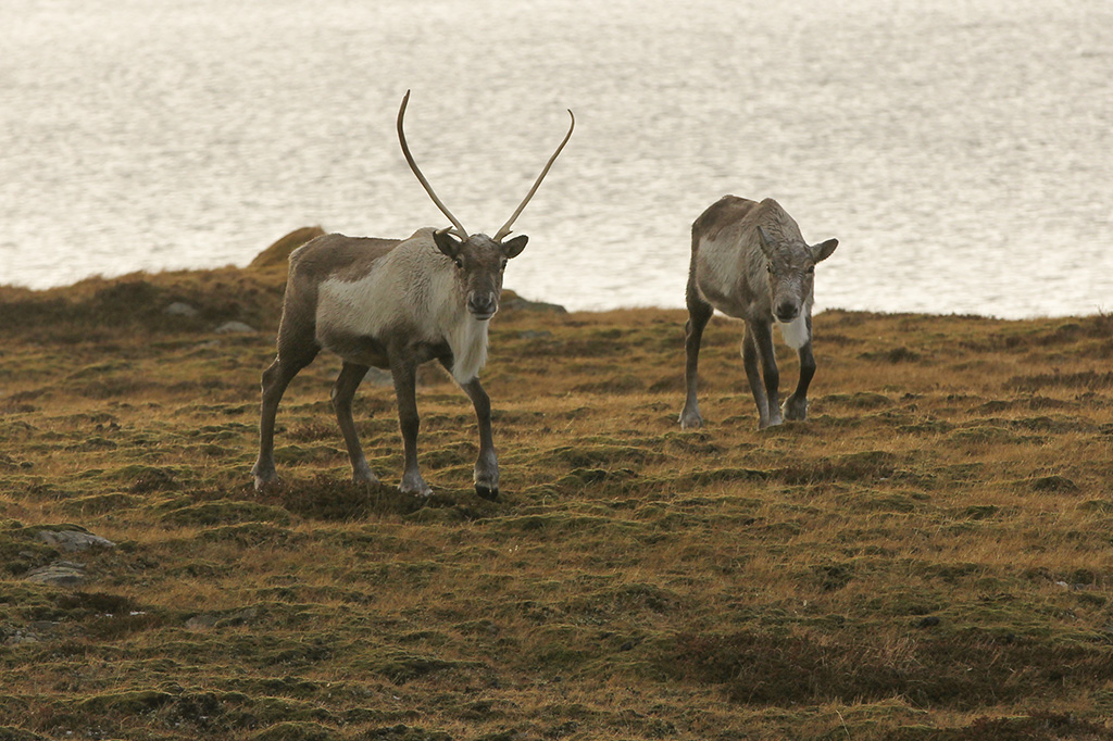 Reindeer