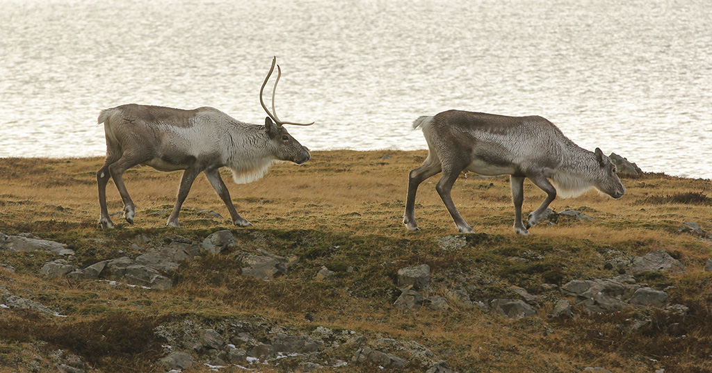 Reindeer