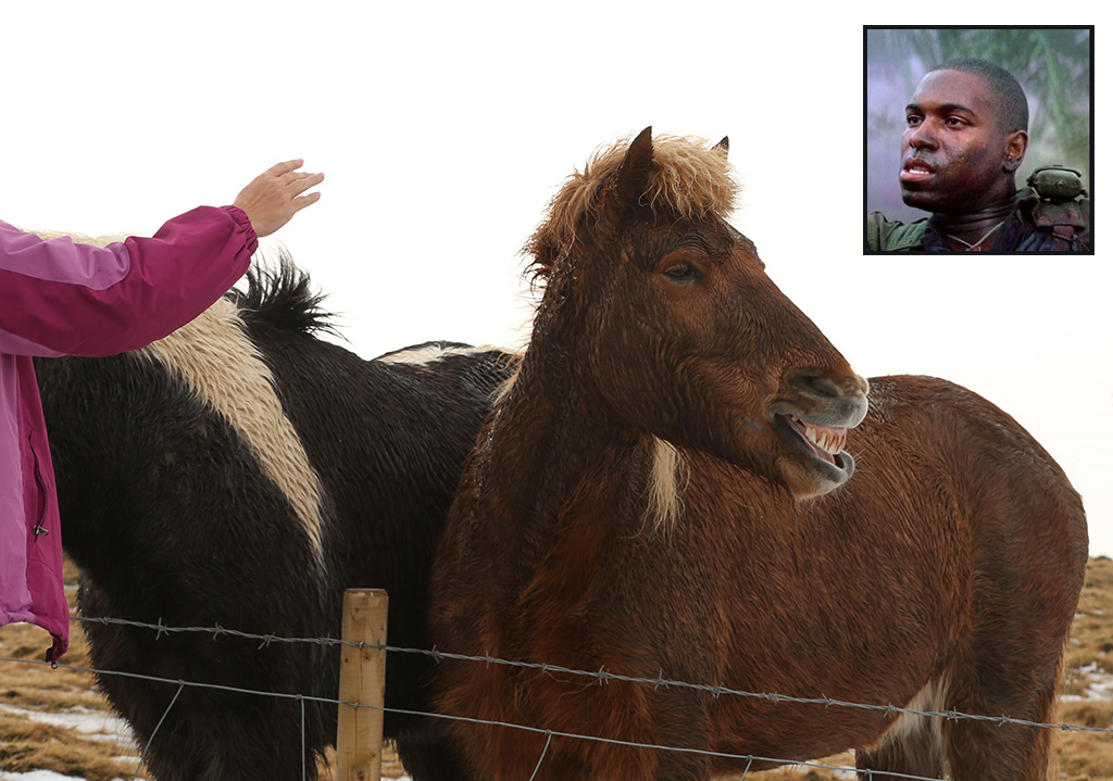 Horses