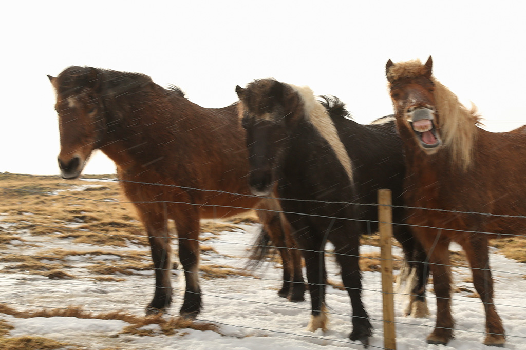 Horses