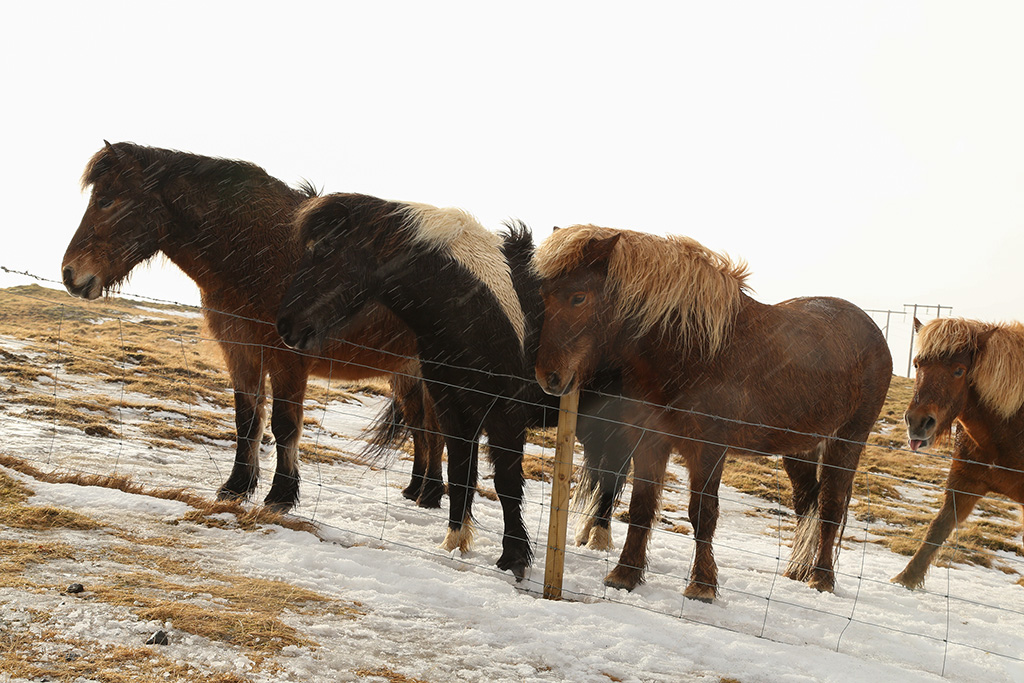 Horses