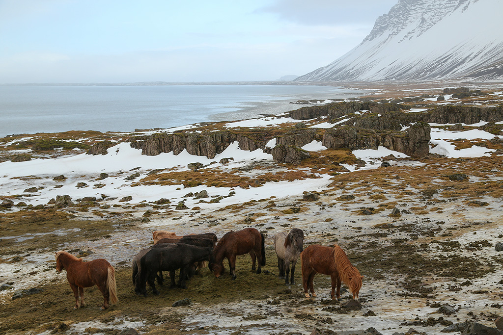 Horses