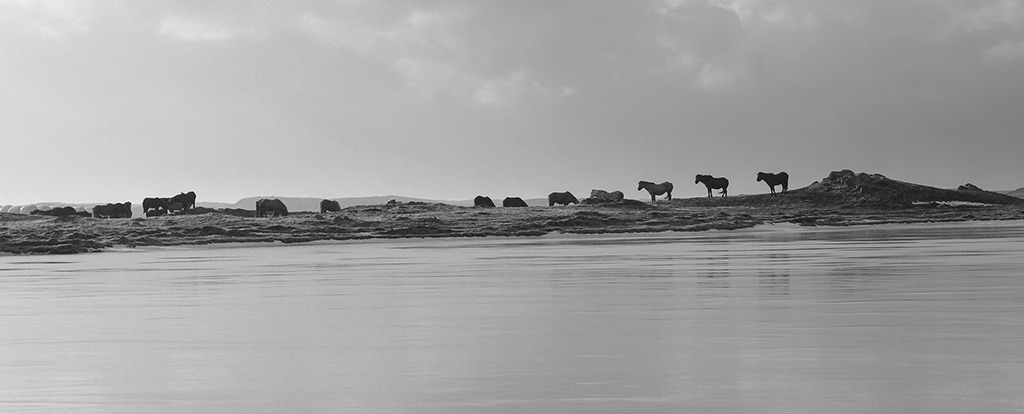 Horses