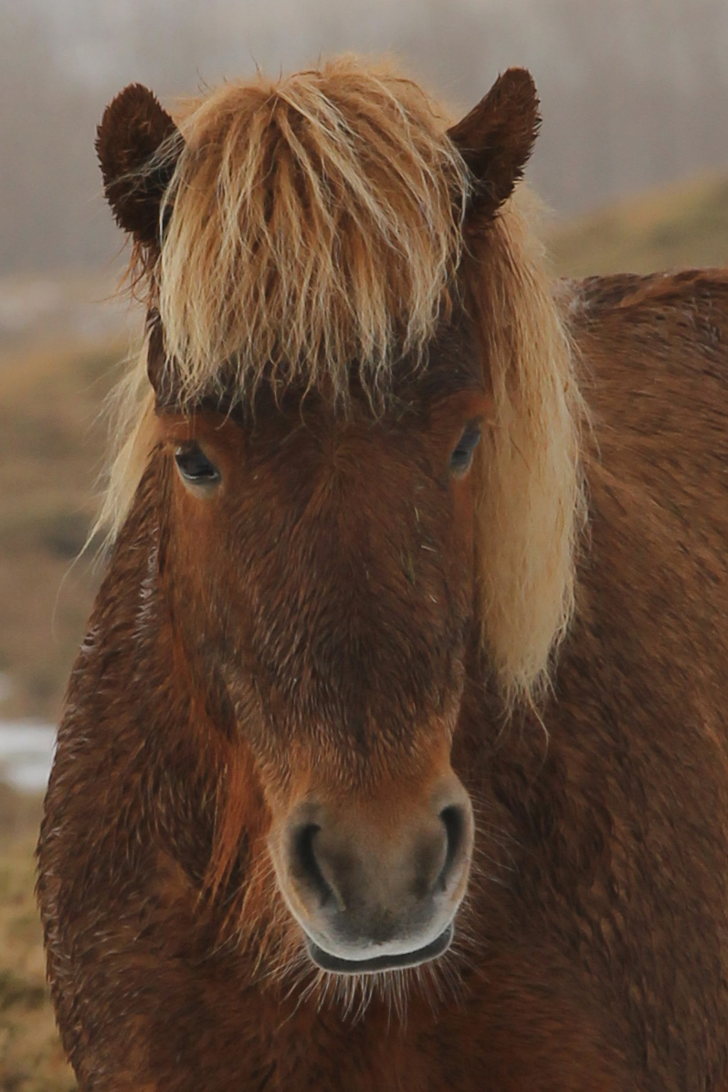 Horses
