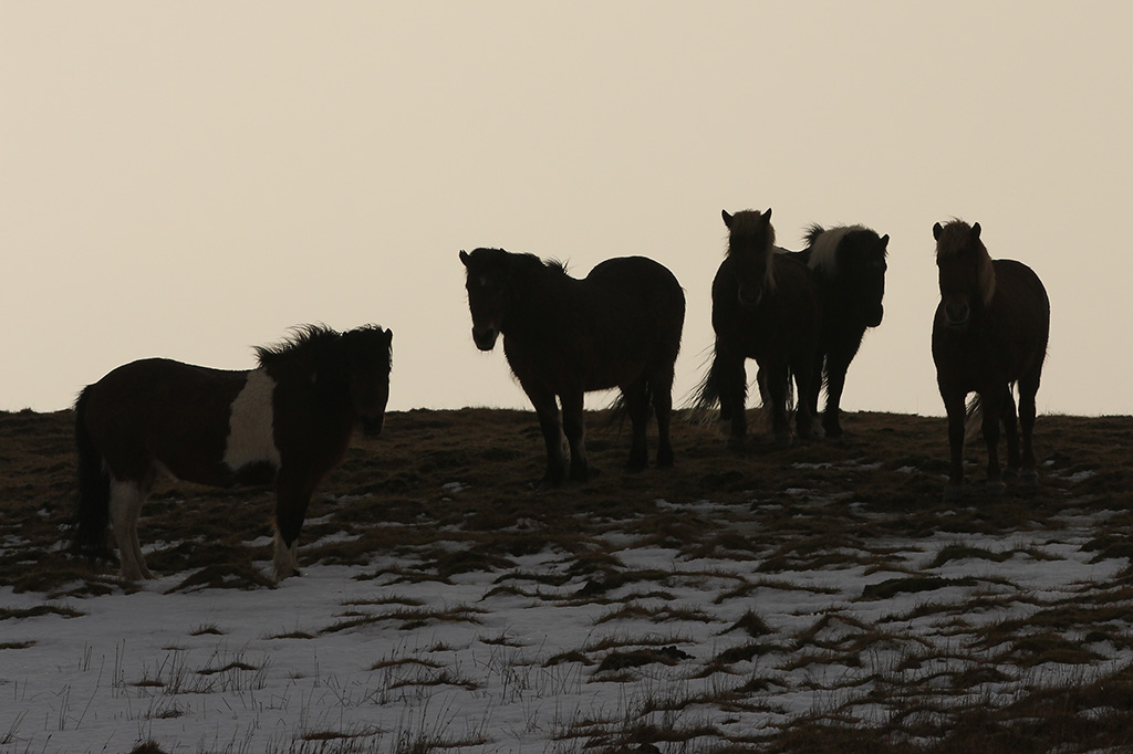 Horses