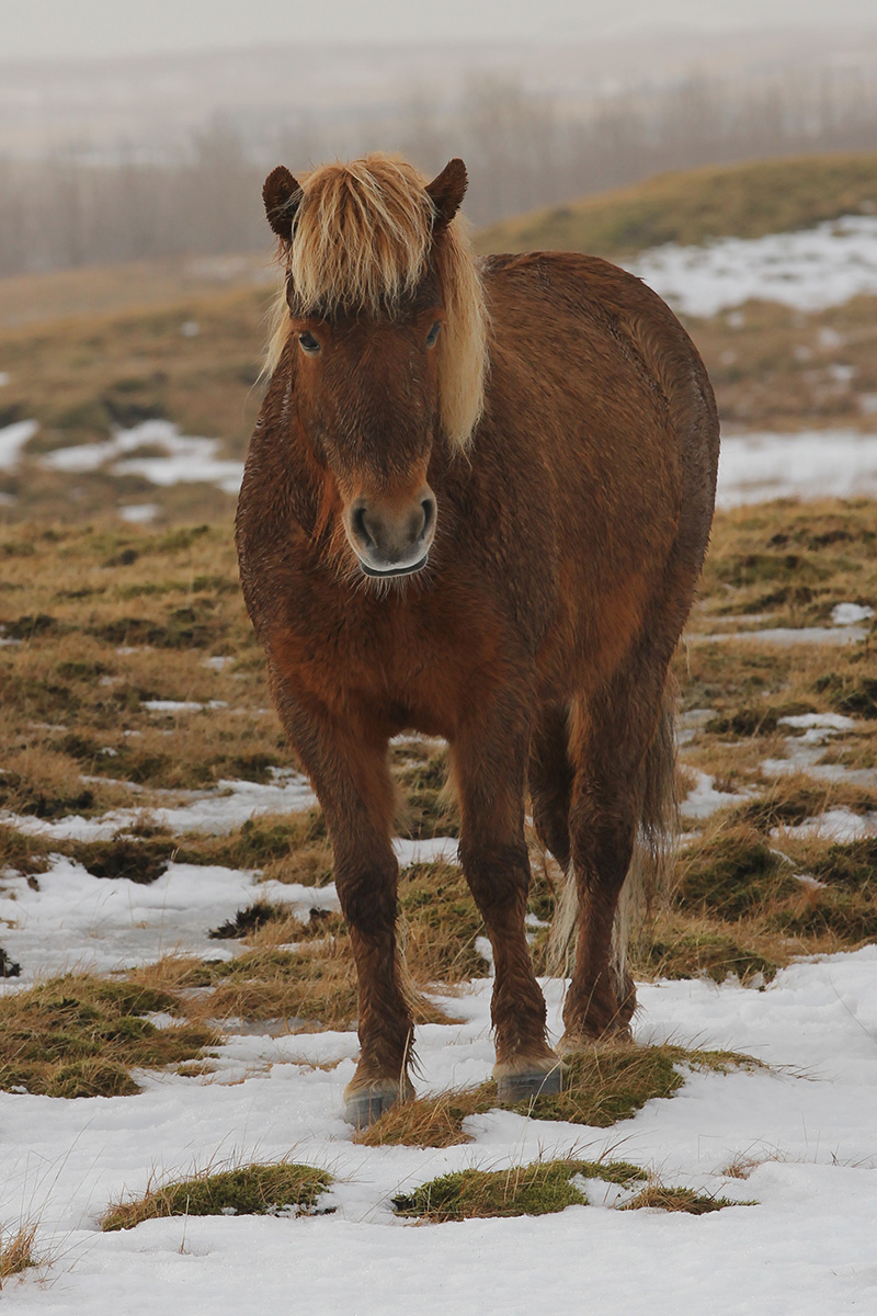 Horses