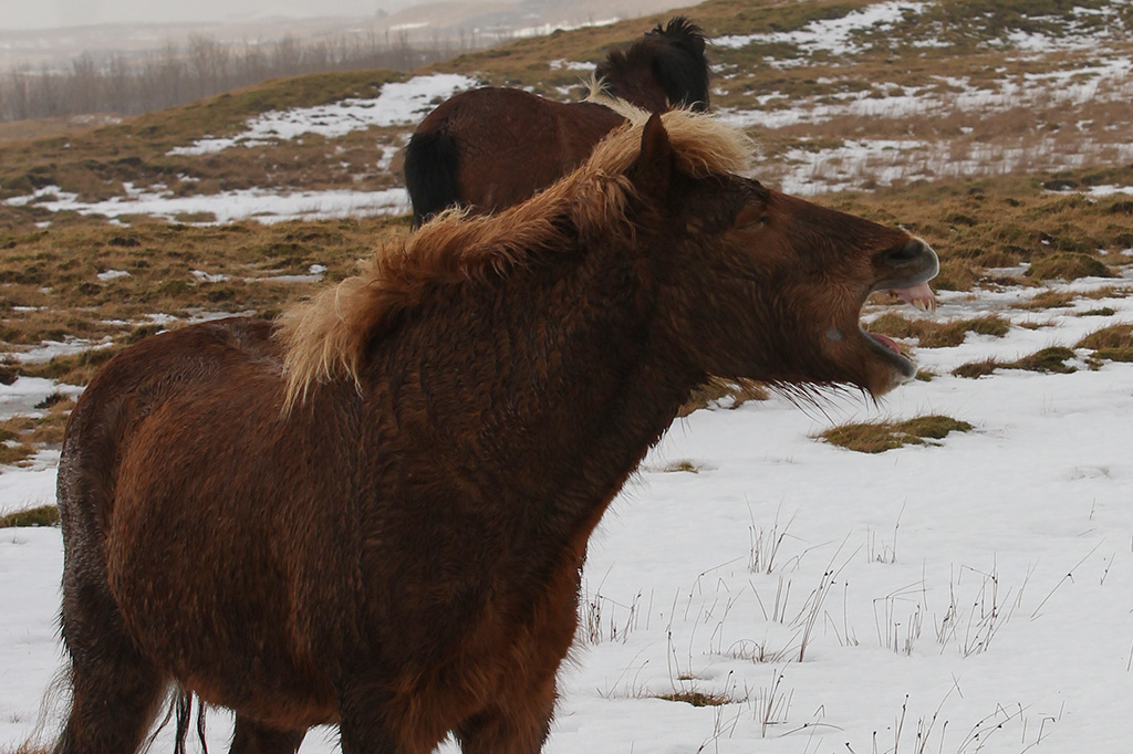 Horses