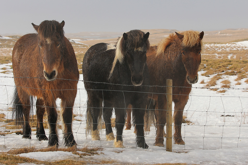 Horses