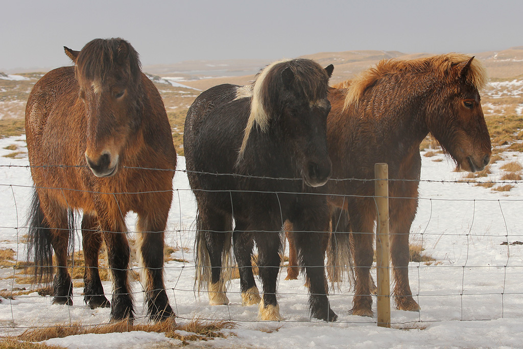 Horses