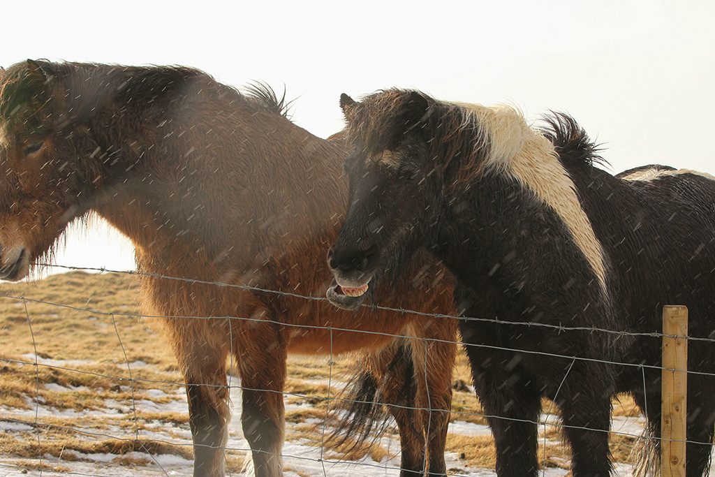 Horses