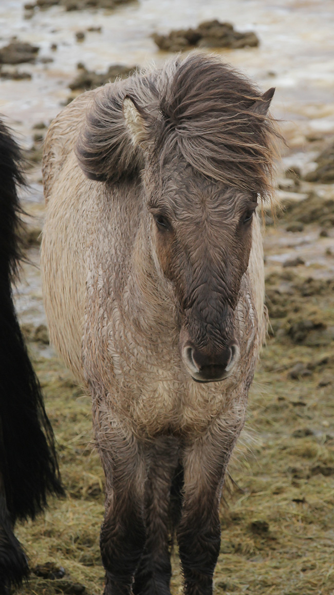 Horses