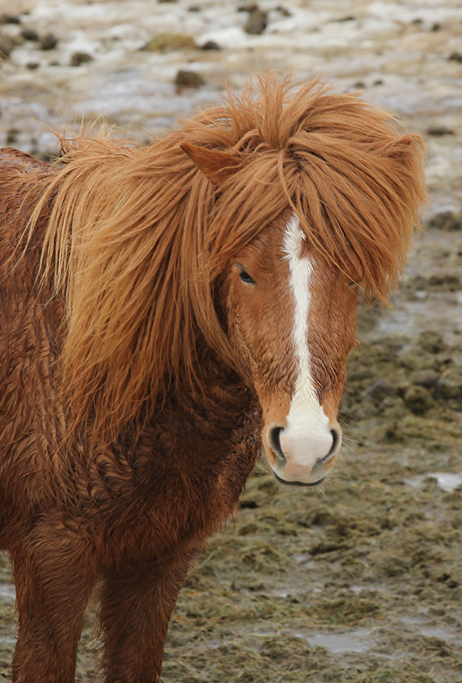 Horses