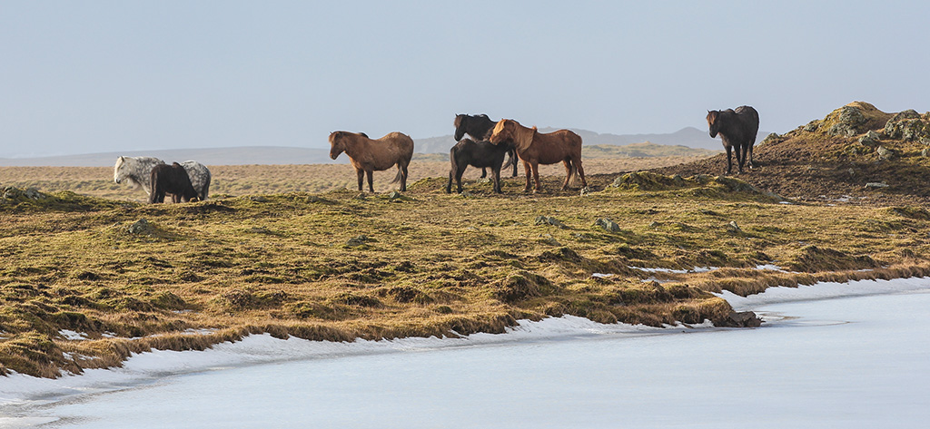 Horses