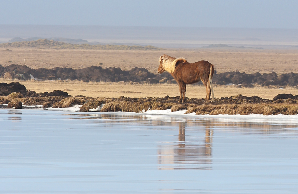 Horses