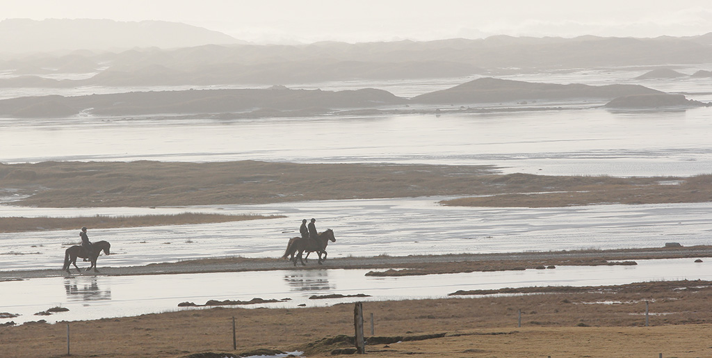 Horses