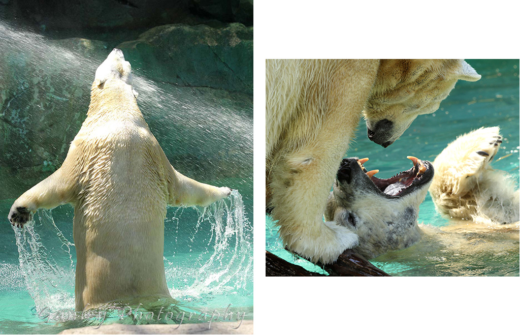 Polar Bears