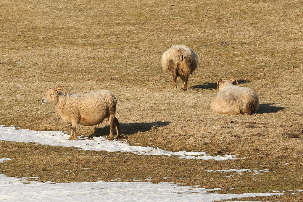 Sheep