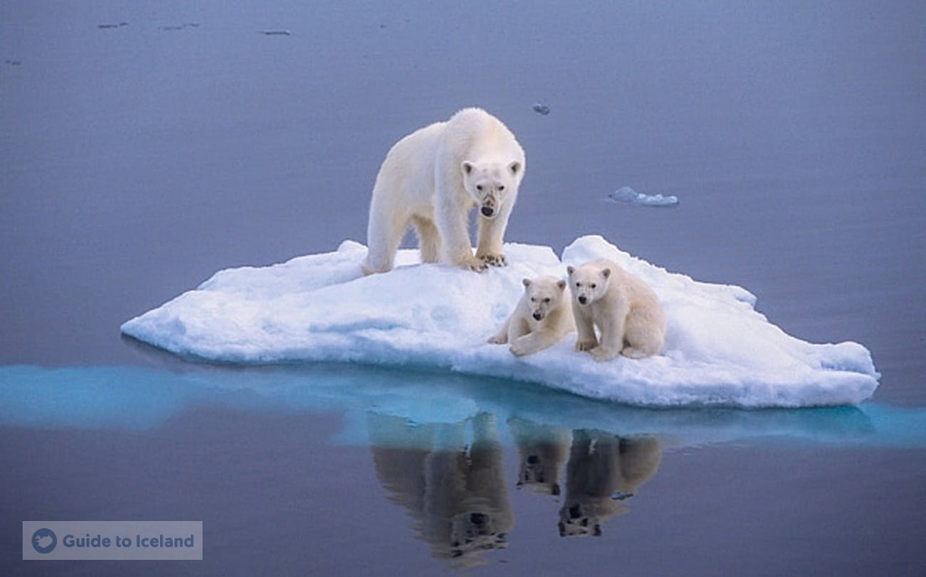 WPolar Bears