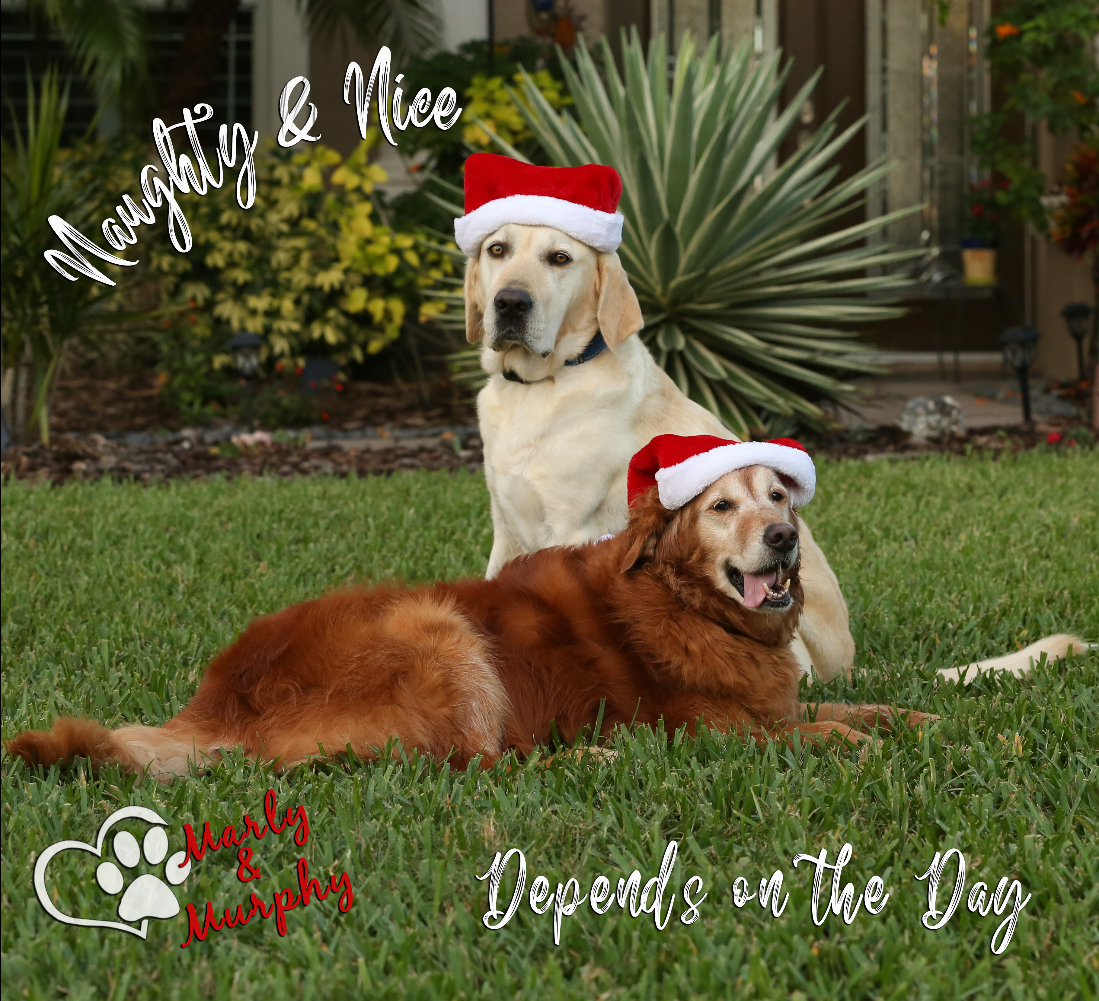 Marly & Murphy Xmas Card