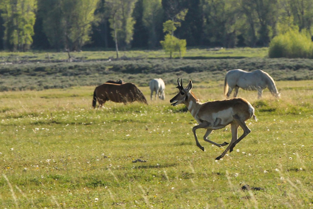 Grand Tetons