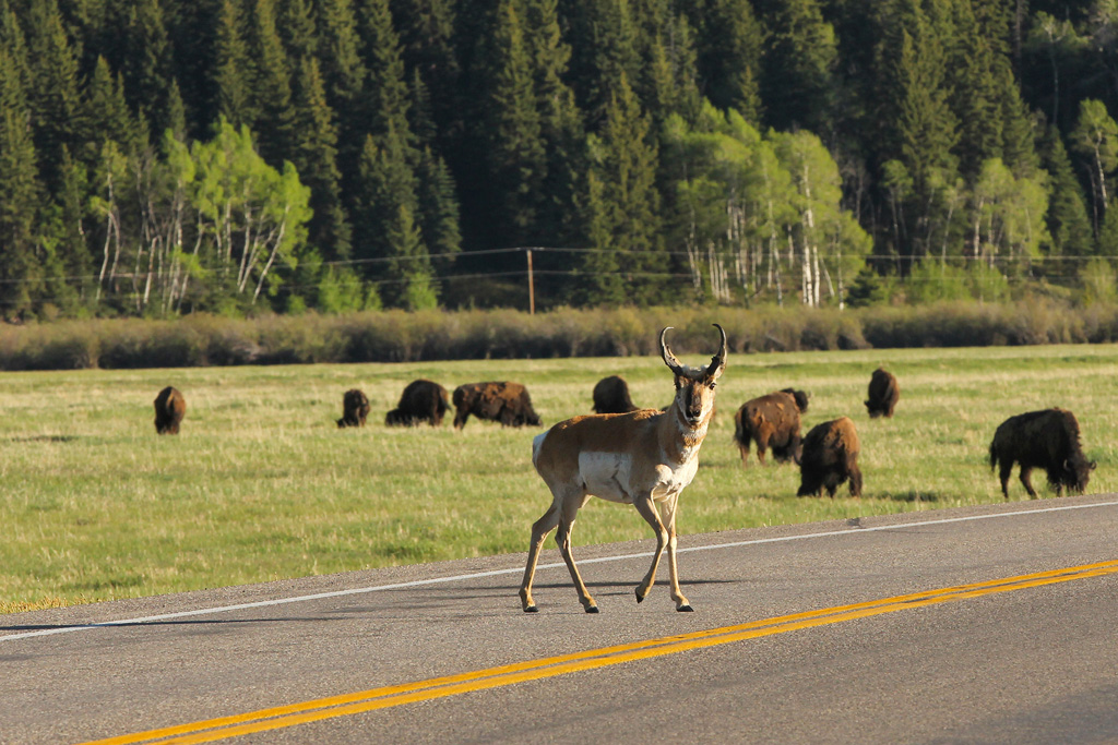 Grand Tetons