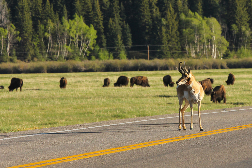 Grand Tetons