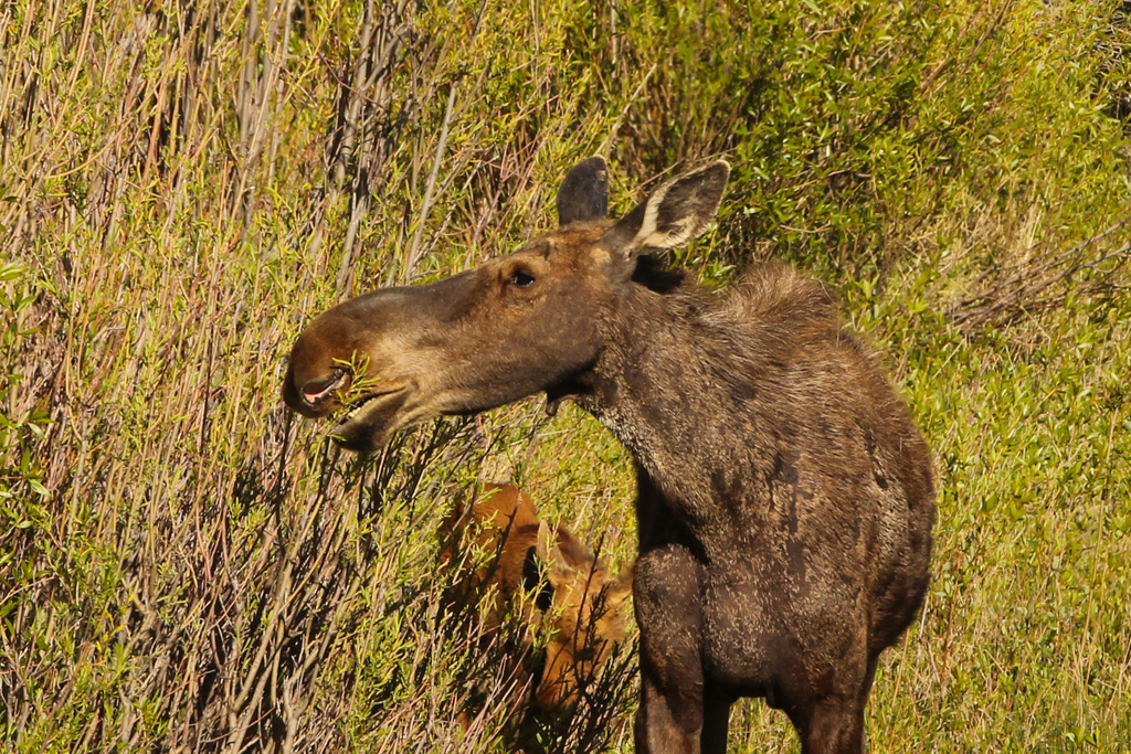 Grand Tetons
