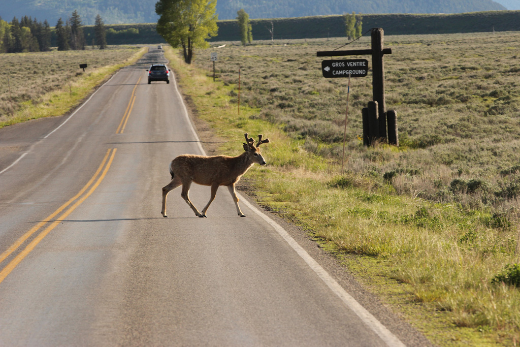Grand Tetons