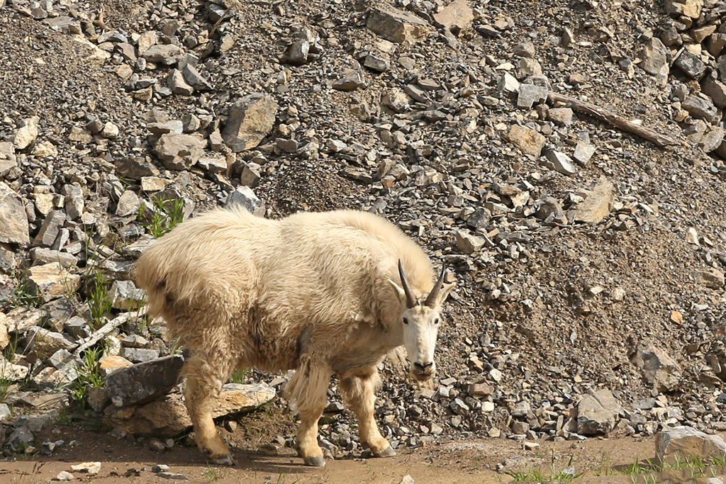 Targhee National Forest