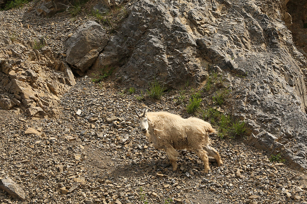 Targhee National Forest